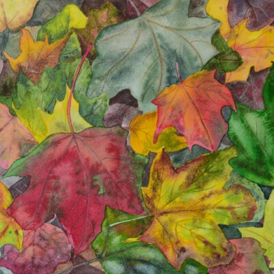 Colourful Autumn leaves