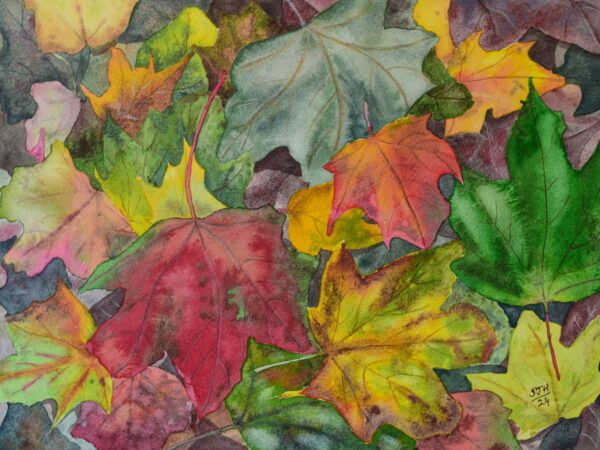 DSC_0001 Colourful Autumn leaves