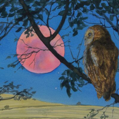 Tawny Owl by the Hay Moon, giclée print on paper