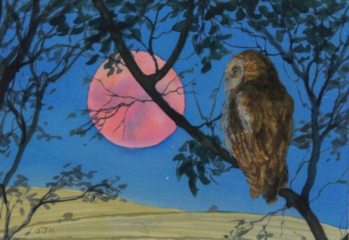 Tawny Owl by the Hay Moon, giclée print on paper