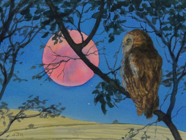 DSC_0068 Tawny Owl by the Hay Moon, original watercolour