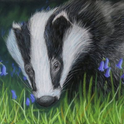 Badger in the Bluebells Badger in the Bluebells, giclée print on paper