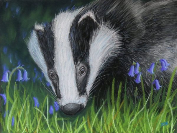 Badger in the Bluebells Badger in the Bluebells, giclée print on paper