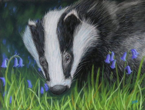 Badger in the Bluebells Badger in the Bluebells, giclée print on paper