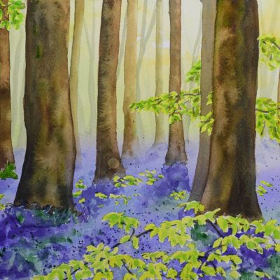 Bluebell Wood Bluebells in West Woods, giclée print on paper