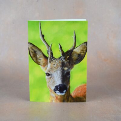 DSC_0076 Roe Buck
