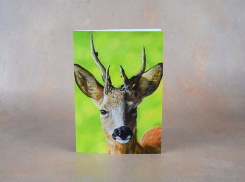 DSC_0076 Roe Buck