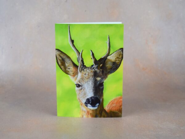 DSC_0076 Roe Buck