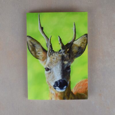 DSC_0077 Roe Buck