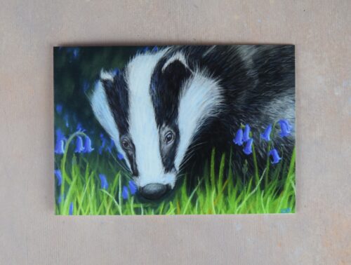 DSC_0110 Badger in the Bluebells