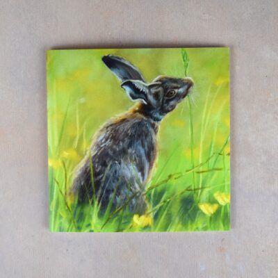 DSC_0119 Hare in the Meadow