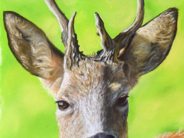 Roe Buck, giclée print on paper