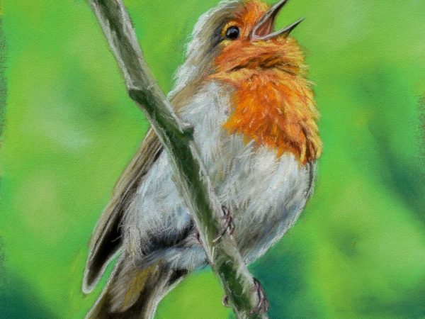 Singing Robin Singing Robin, giclée print on paper