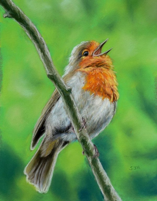 Singing Robin Singing Robin, giclée print on paper
