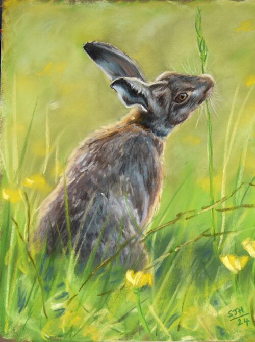 DSC_0001 - Copy (3) Hare in the Meadow, giclée print on paper