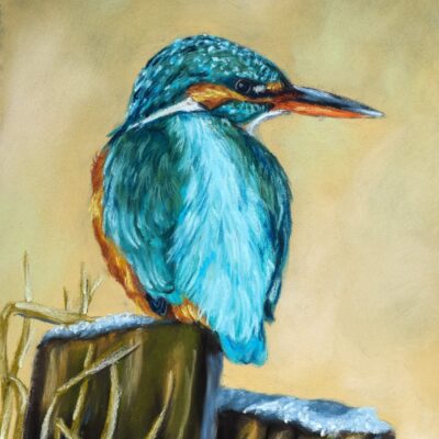 DSC_0028-1 Kingfisher in the Frost, giclée print on paper