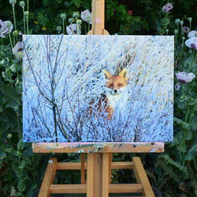 DSC_0102 Fox on a Frosty Morning