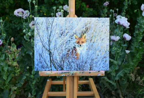 DSC_0102 Fox on a Frosty Morning