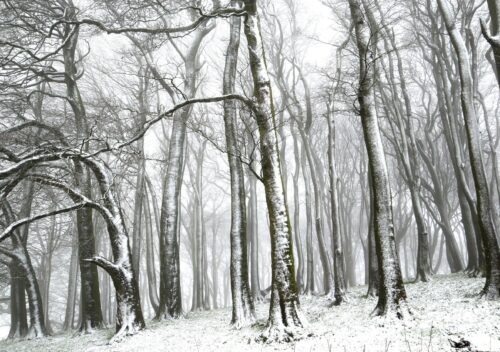 DSC_0102 Furze Knoll in the Snow