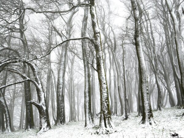 DSC_0102 Furze Knoll in the Snow