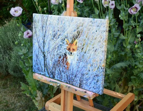 DSC_0104 Fox on a Frosty Morning