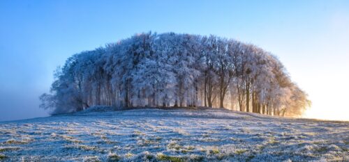 DSC_0131 Furze Knoll in the Frost and Mist