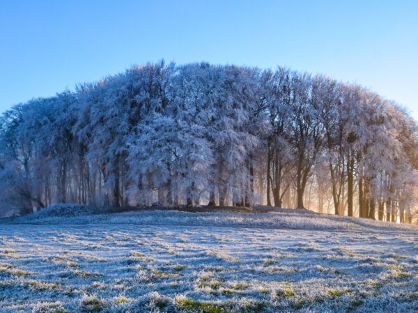 DSC_0131 Furze Knoll in the Frost and Mist