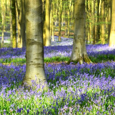 DSC_0144 Bluebells in West Woods