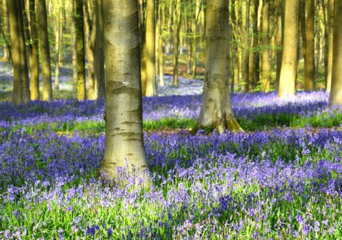 DSC_0144 Bluebells in West Woods