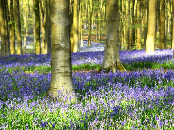 DSC_0144 Bluebells in West Woods