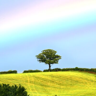 Lone Tree with Rainbow
