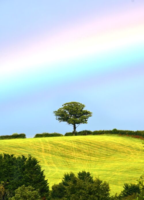 Lone Tree with Rainbow
