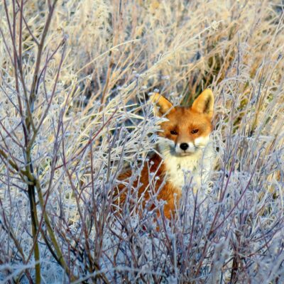 Fox in the Frost Fox on a Frosty Morning