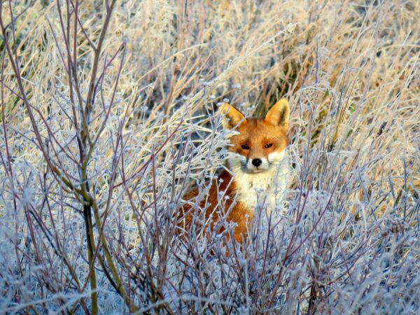 Fox in the Frost Fox on a Frosty Morning