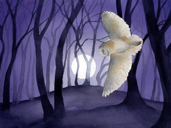 img20260604_10594217 Barn Owl by the Beech Clump, giclée print on paper, wildlife painting