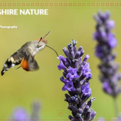 Screenshot 2026-09-02 200759 2027 Wiltshire Nature charity calendar
