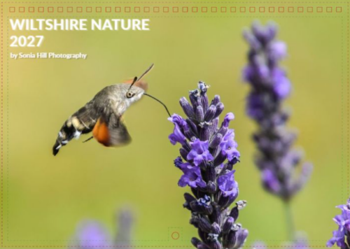 Screenshot 2026-09-02 200759 2027 Wiltshire Nature charity calendar