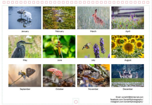 Screenshot 2026-09-02 200817 2027 Wiltshire Nature charity calendar